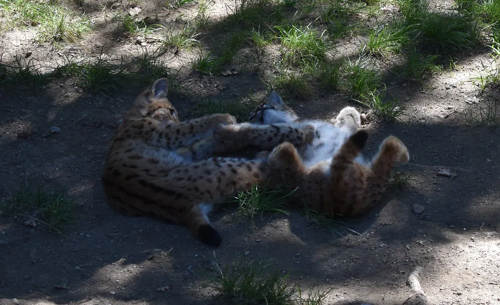 Lynx kittens resting in their enclosure at the Alpine Zoo in Innsbruck.