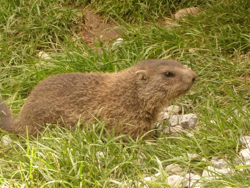 An Alpine marmot in the grass at the Alpenzoo in Innsbruck.