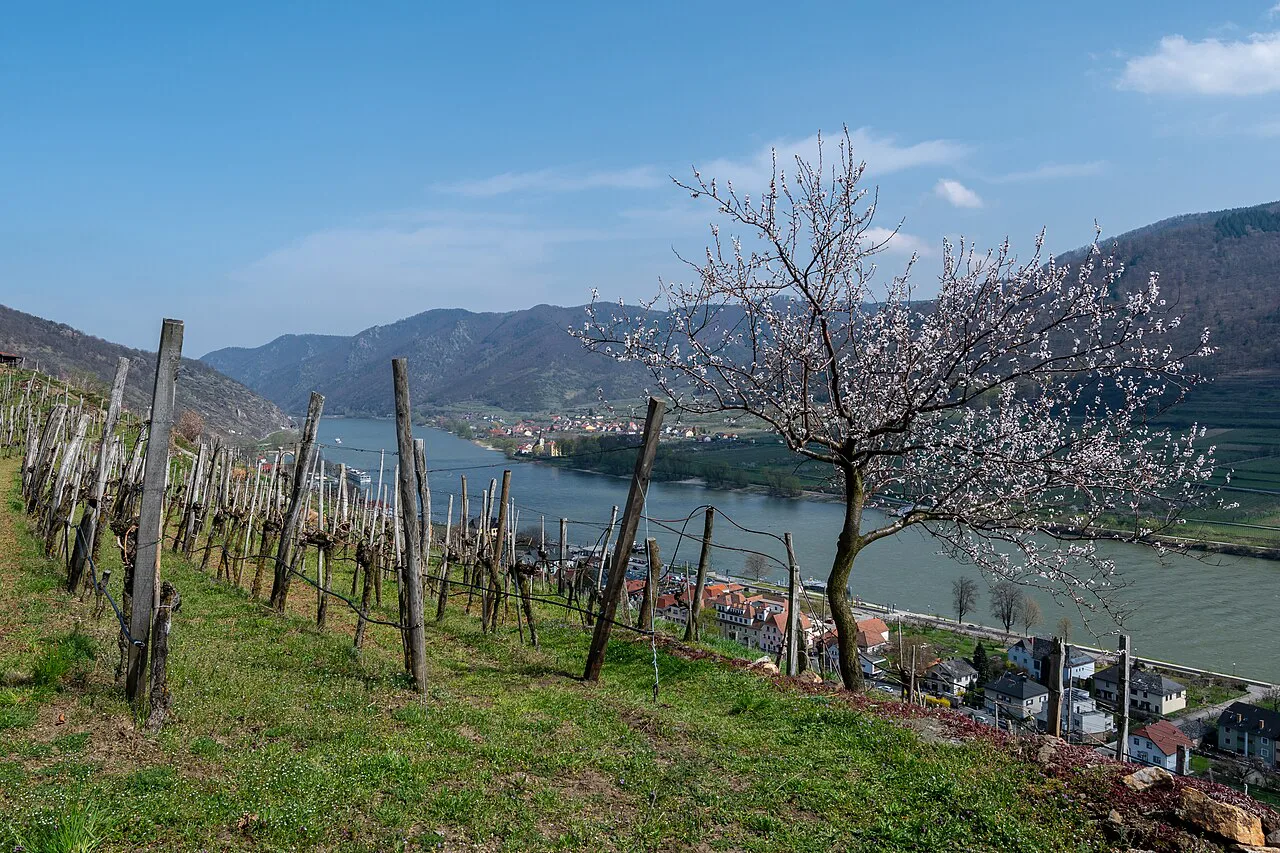 An apricot tree in blossom above the Danube at Spitz in the Wachau, apricot-brandy country.