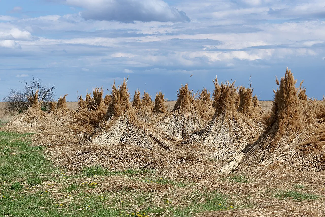 Bundles of harvested reed drying near Lake Neusiedl in Rust, Burgenland.