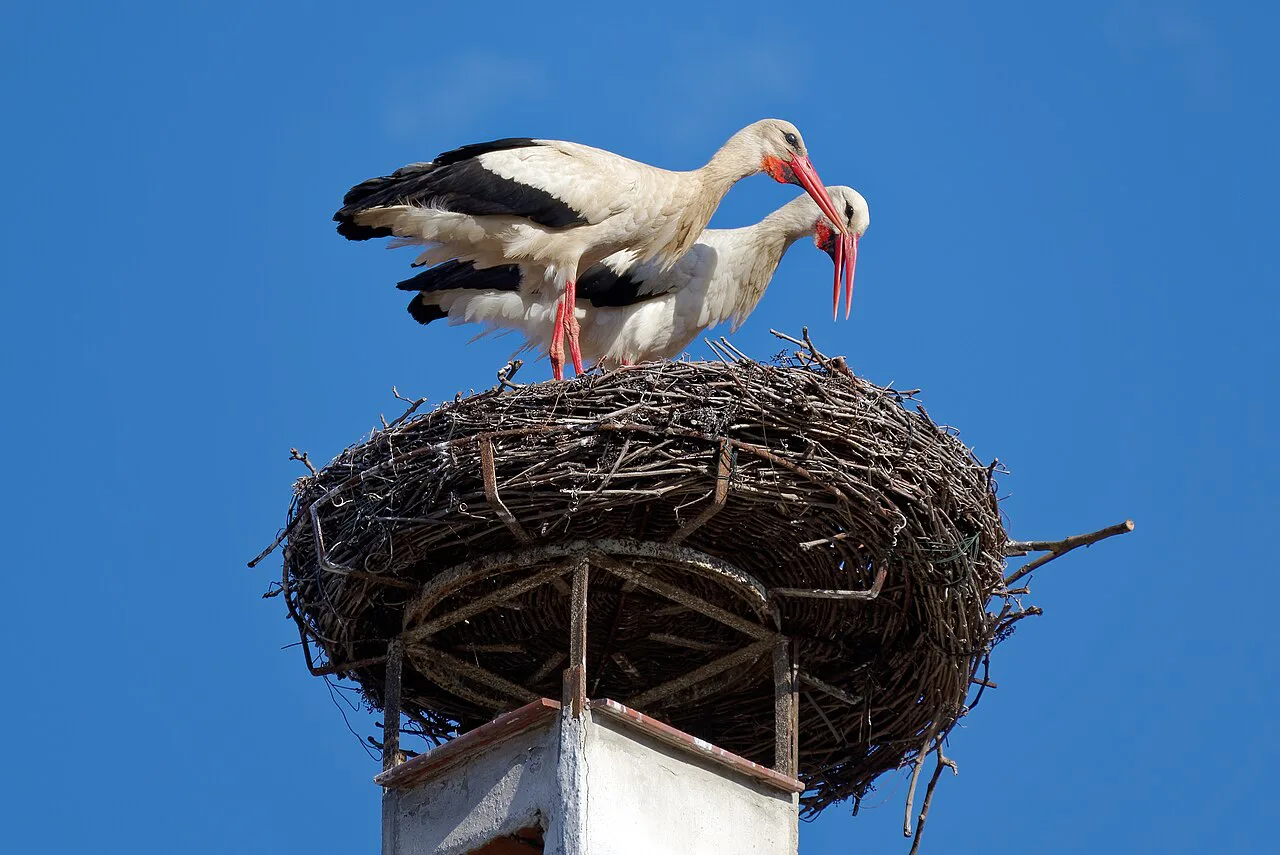 White storks on their chimney-top nest in Rust, Burgenland.