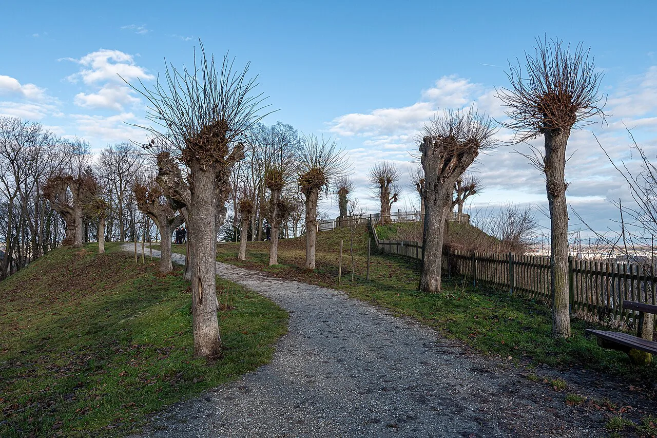 A path lined with pollarded willows on the Georgenberg in Enns.