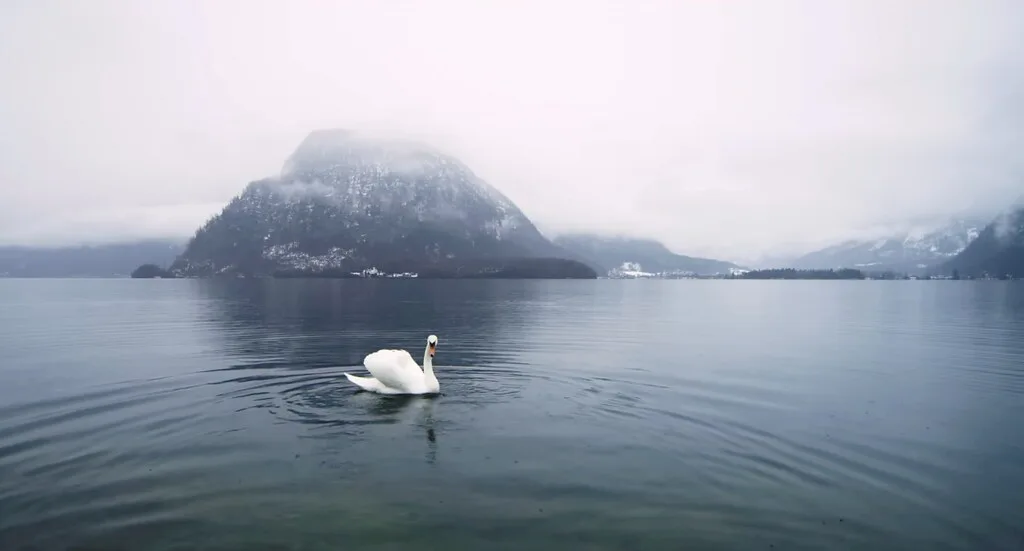 A swan on Lake Hallstatt beneath misty mountains.