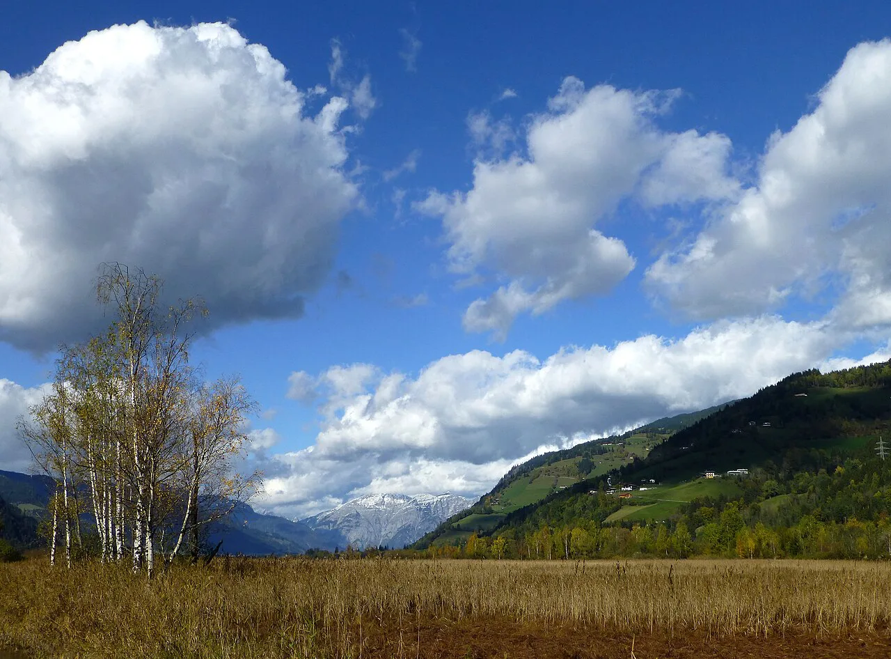 Reeds and birches in the Zeller See nature reserve at Zell am See.