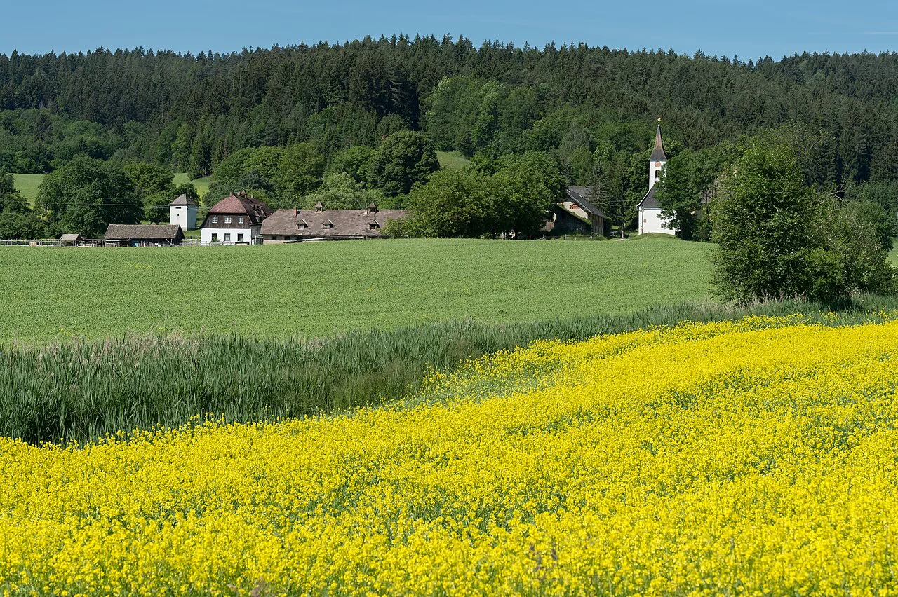 St Martin's Church in Lind, part of Maria Saal, beyond a rapeseed field.