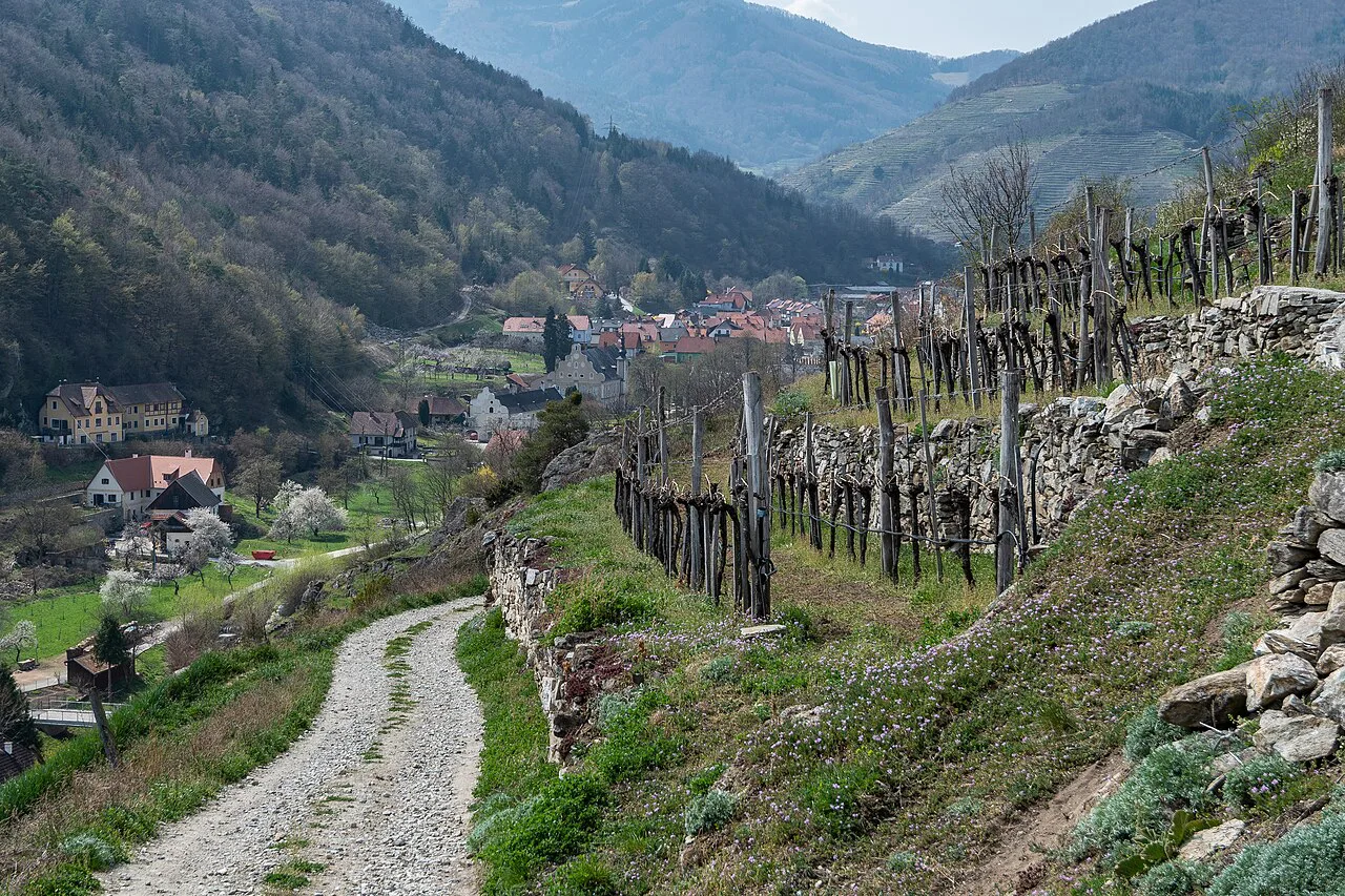 The Spitzer Graben valley seen from the Tausendeimerberg vineyard in Spitz.