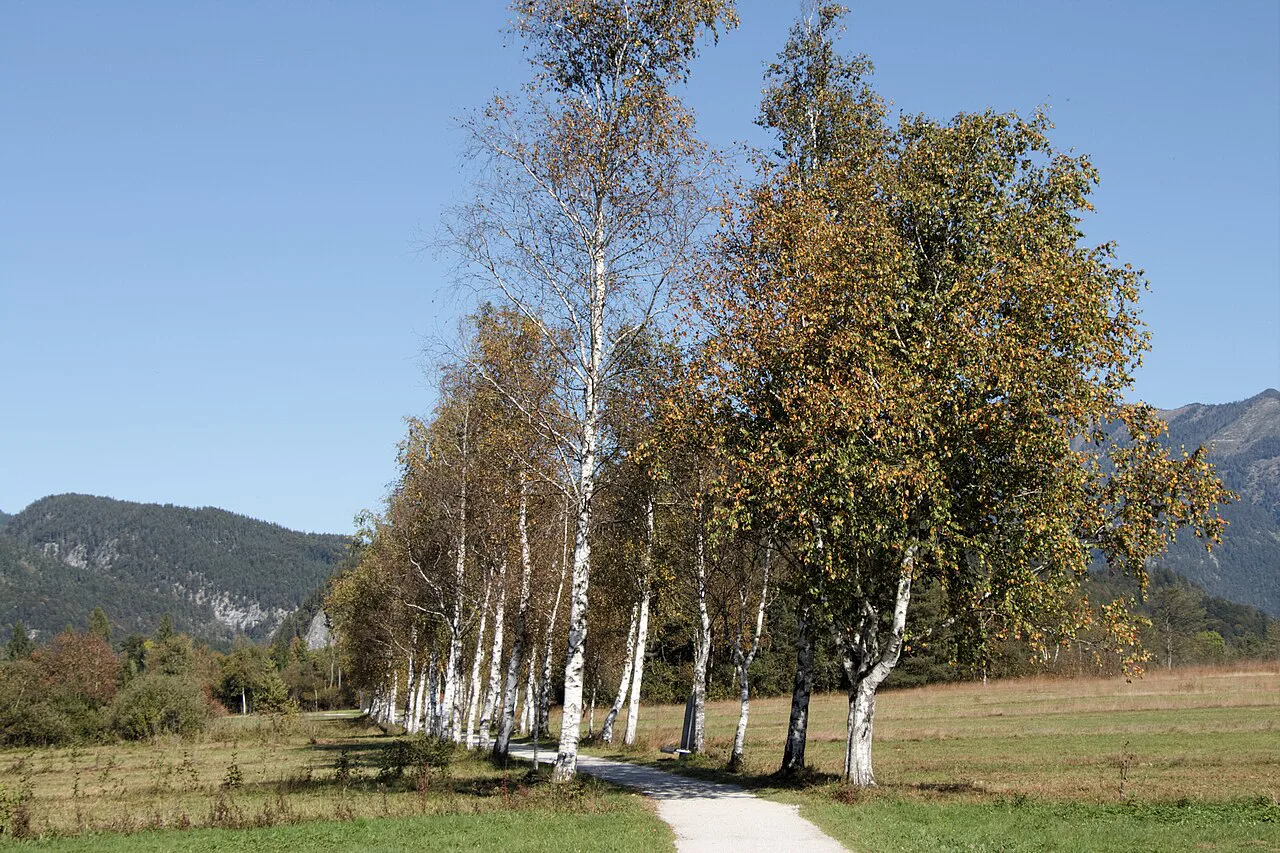 Birch trees lining the former Ischl railway route at Strobl.