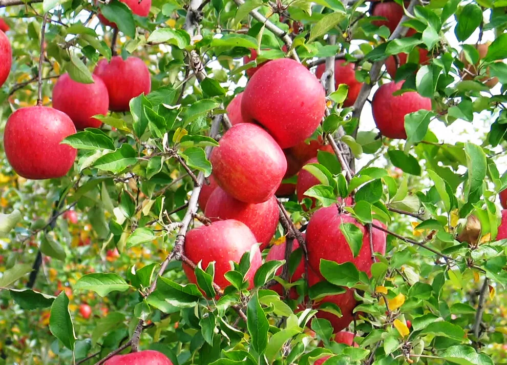 Red apples ripening on a tree in Styria.