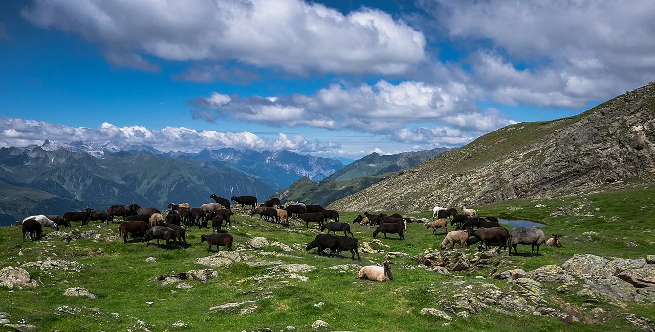 Sheep grazing on alpine pasture below the Augstenberg in Vorarlberg.