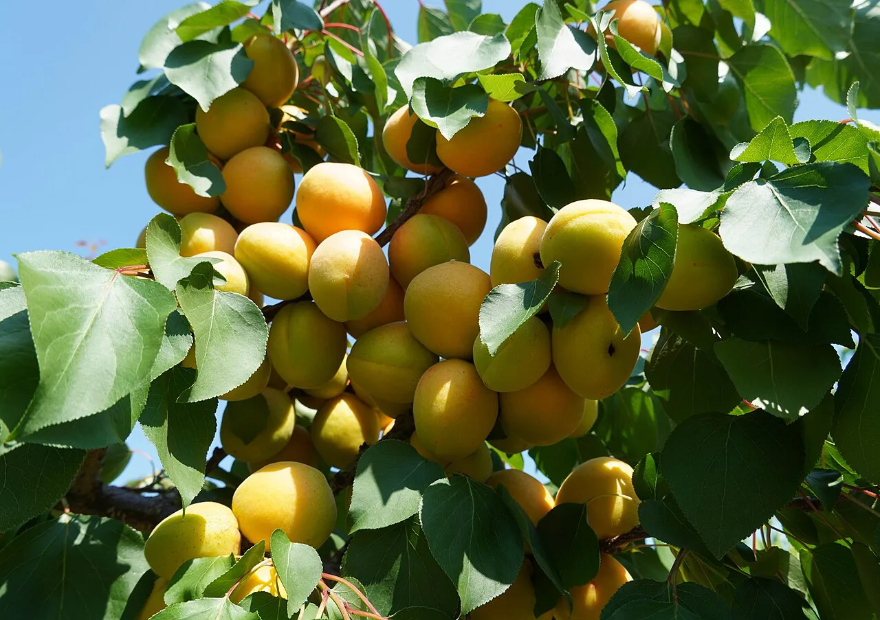 Ripe Wachau apricots on the branch in Lower Austria.