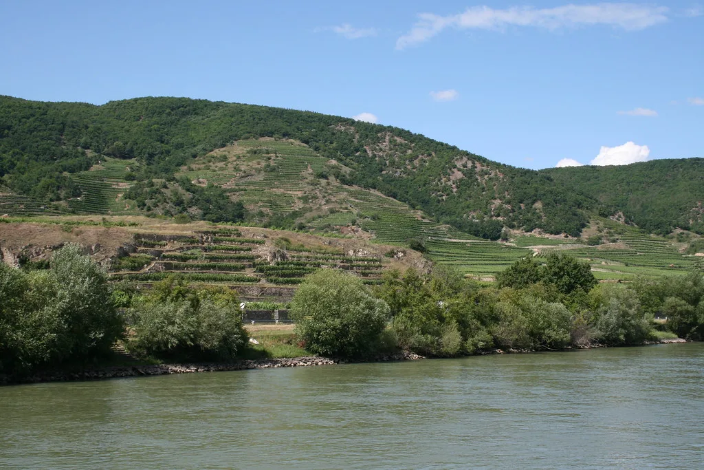 Terraced vineyards rise above the Danube in the Wachau valley, Lower Austria.