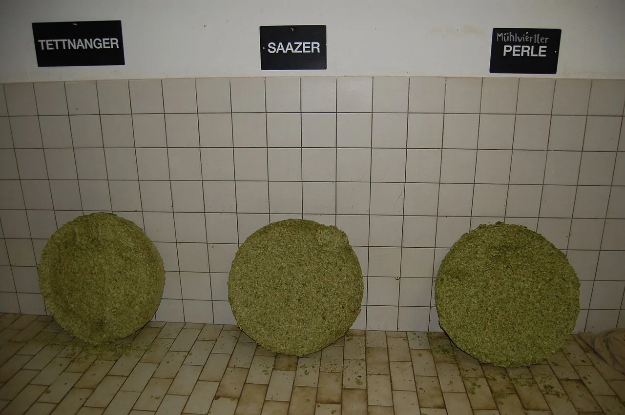 Tettnang, Saaz and Perle hop varieties displayed in the hop store at the Zipf brewery.